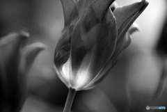 tulip 
