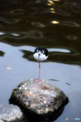 クロエリセイタカシギ