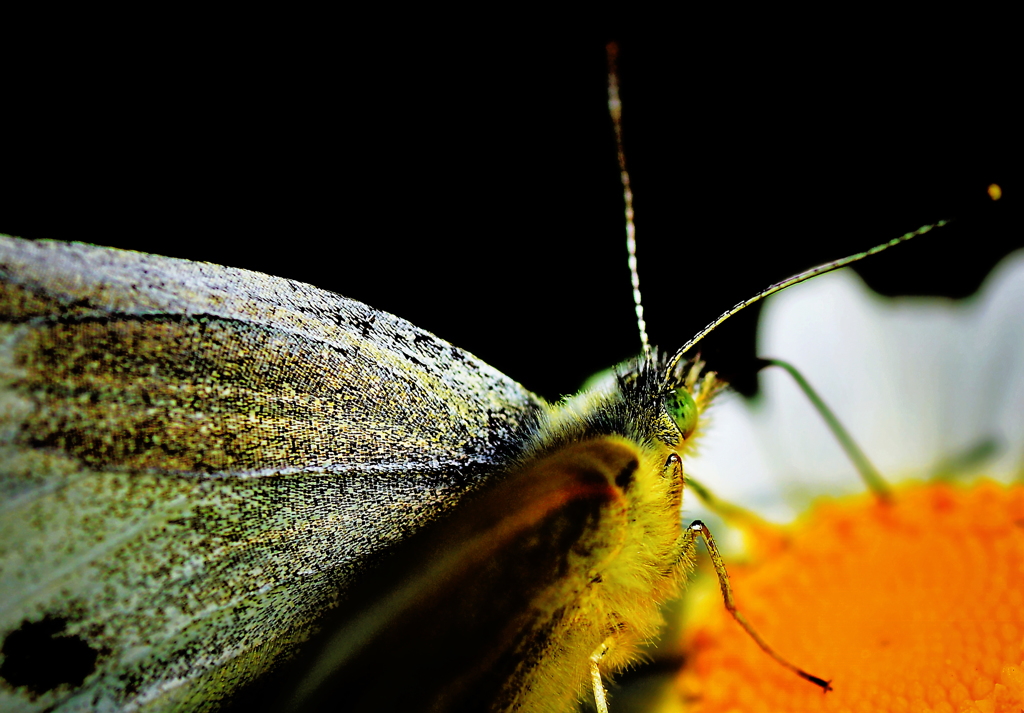 Pieris rapae