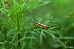 草むらⅰ