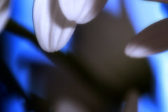 DSC_00