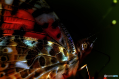 ~MACRO~