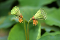 2シャワーヘッド