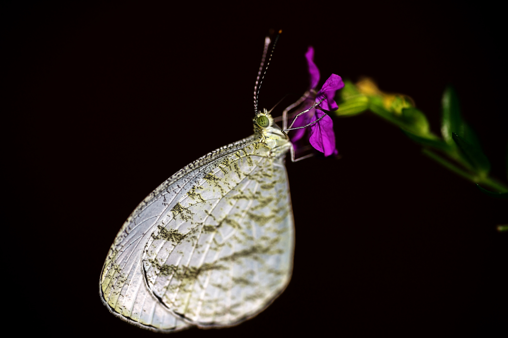 クロテンシロチョウ