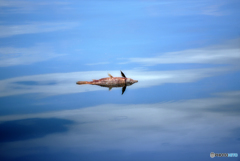 魚