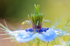 蕊がギュウ詰め