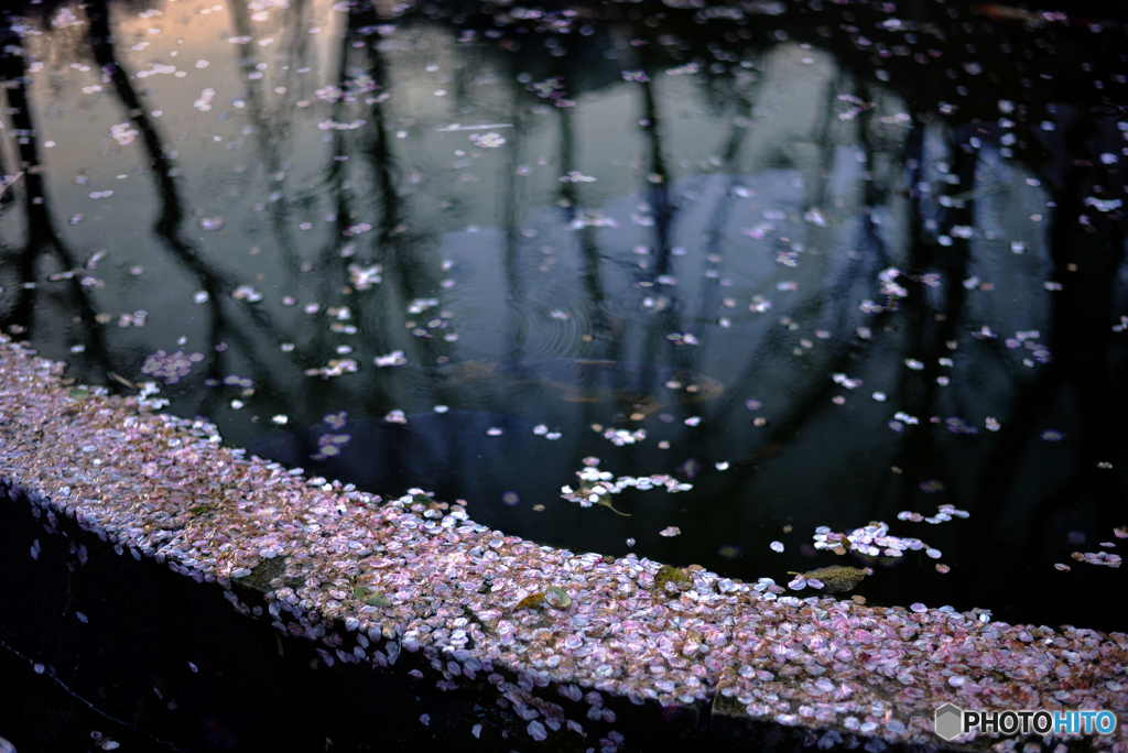 散り桜~