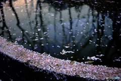 散り桜~