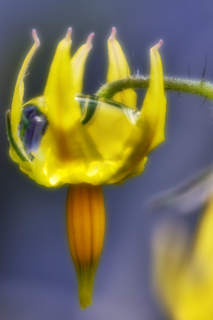 トマトの花。