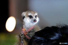 ミーアキャット