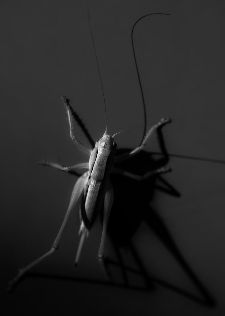 飛蝗