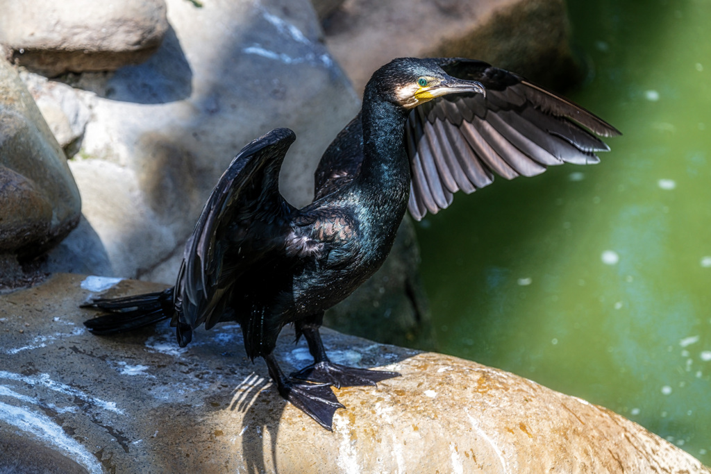天王寺動物園e