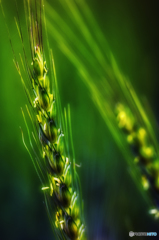 green