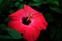 ハイビスカスⅡ