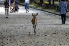 奈良公園～