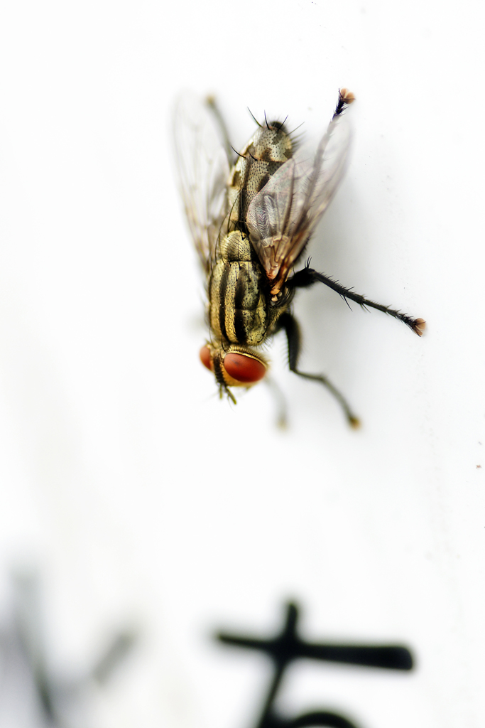 ハエ　拡大禁止！