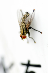 ハエ　拡大禁止！