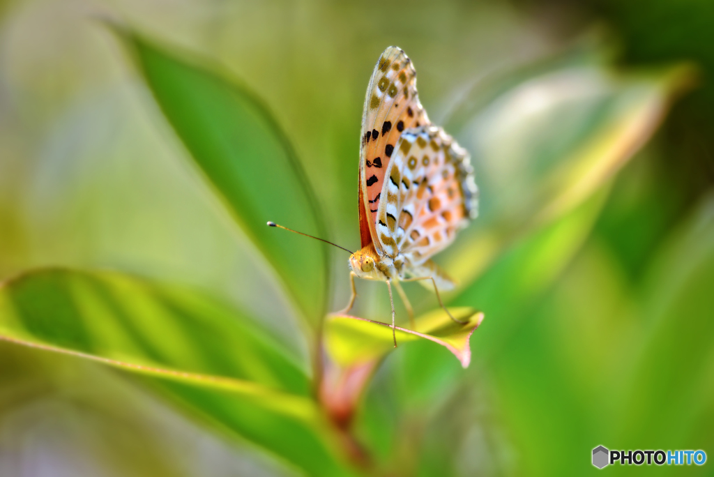 ・ツマグロヒョウモン・