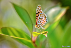 ・ツマグロヒョウモン・