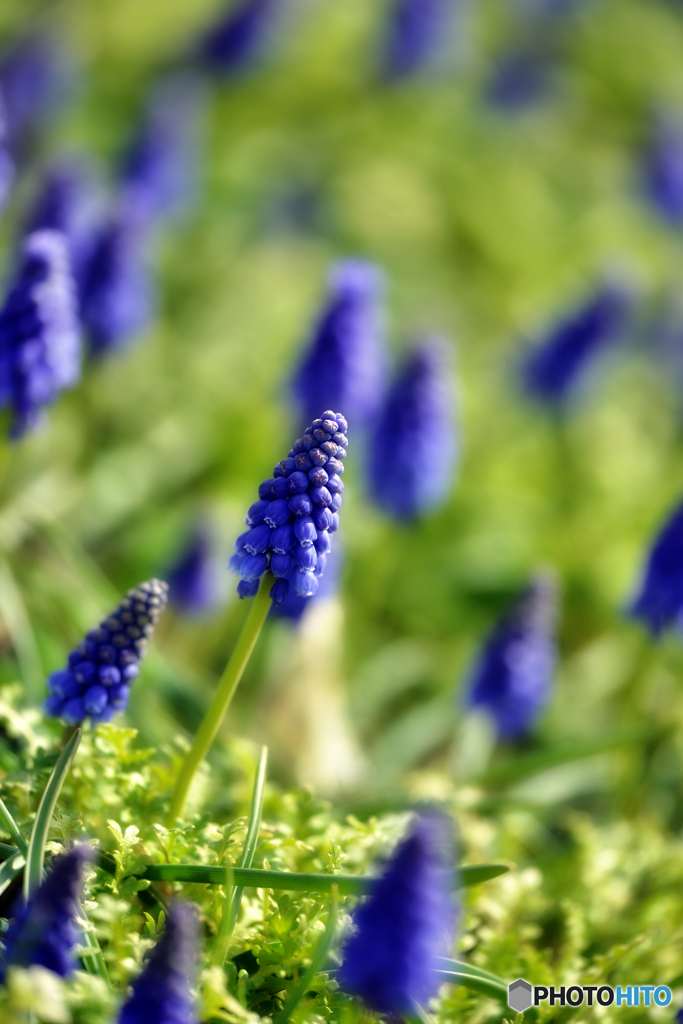 ムスカリ //