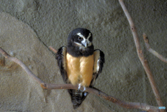 メガネフクロウ