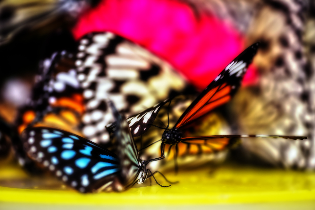 バタフライ・・