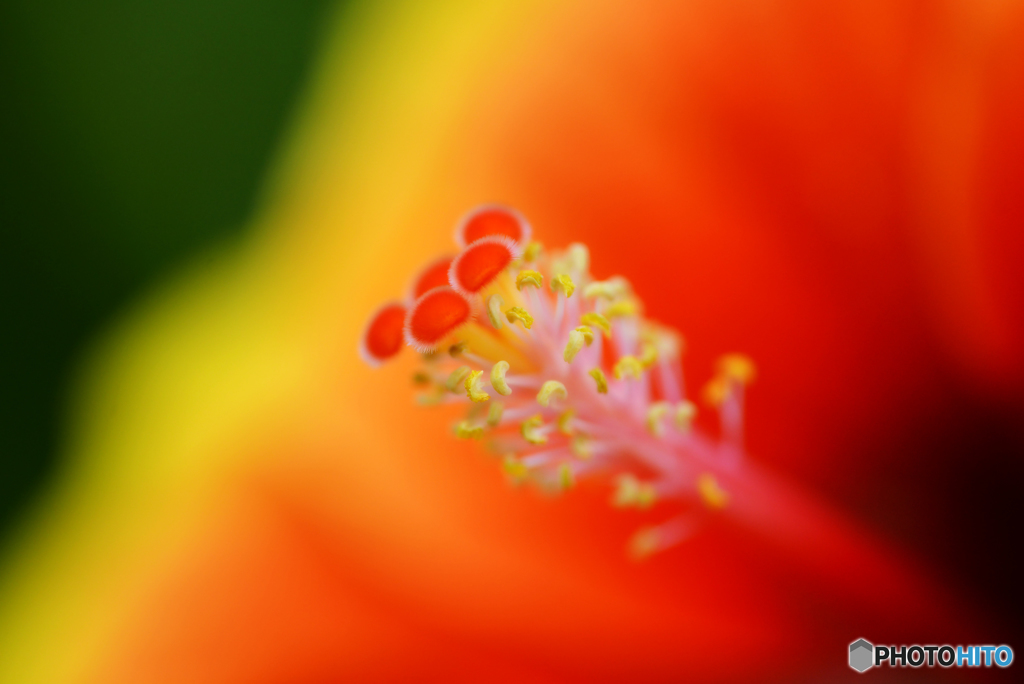 ハイビスカス。。