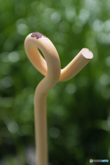 φ