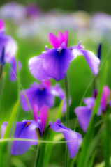花ショウブ