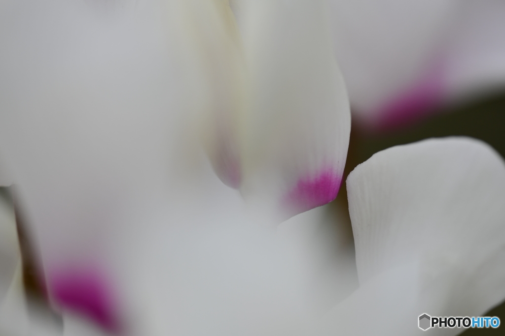 DSC_ⅰ