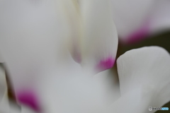 DSC_ⅰ