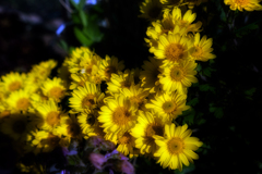 ❁❁