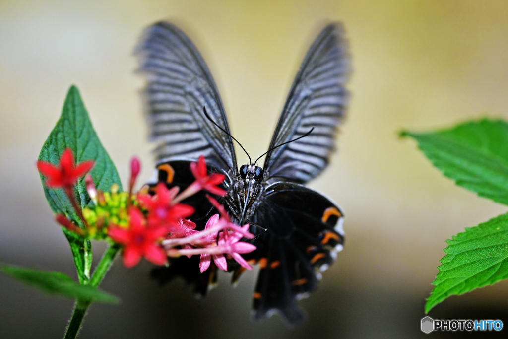 ・ジャコウアゲハ・