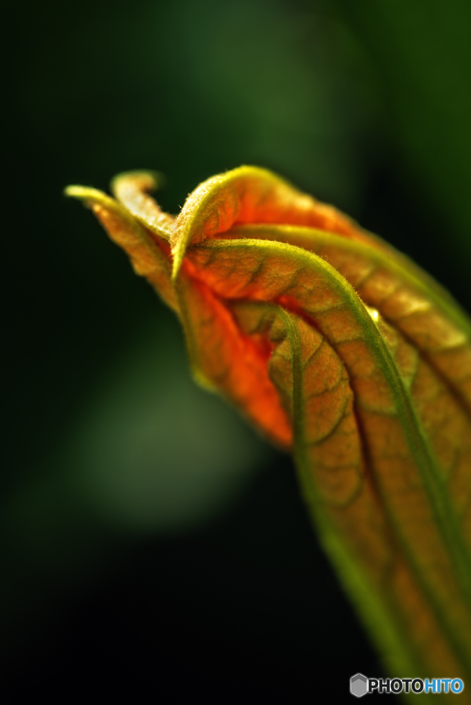 花脈