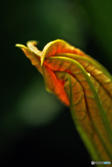 花脈