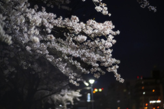 夜桜ⅰ