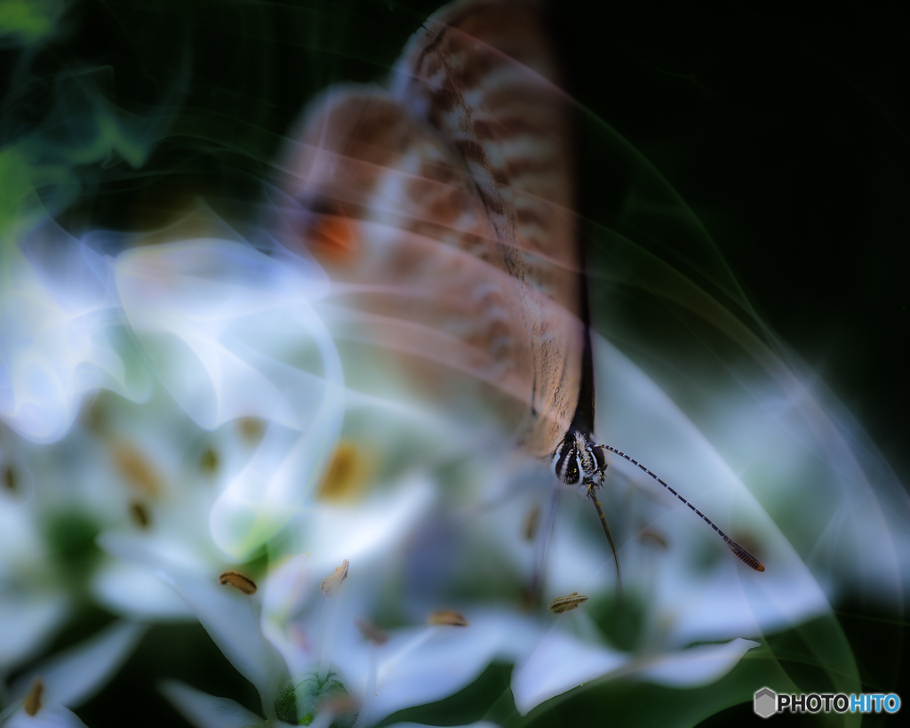 dreaming