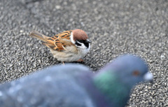 DSC_a