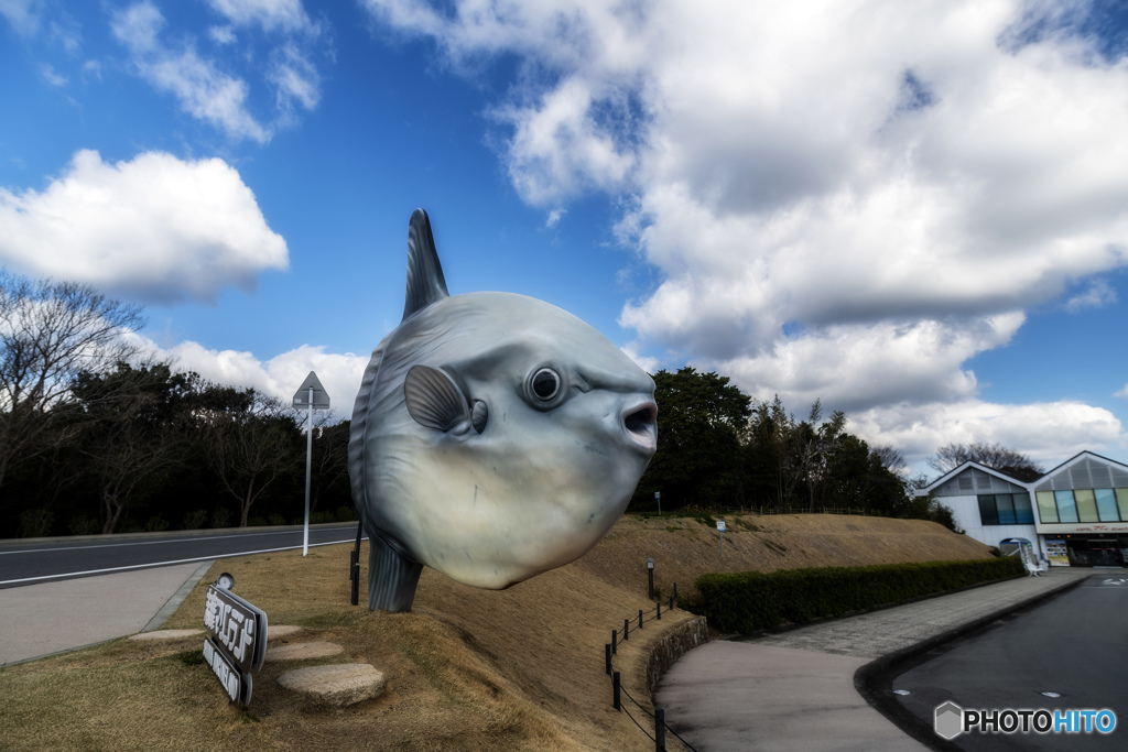～マンボウ～