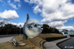 ～マンボウ～