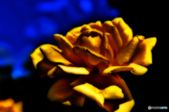 黄薔薇