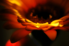 花弁/
