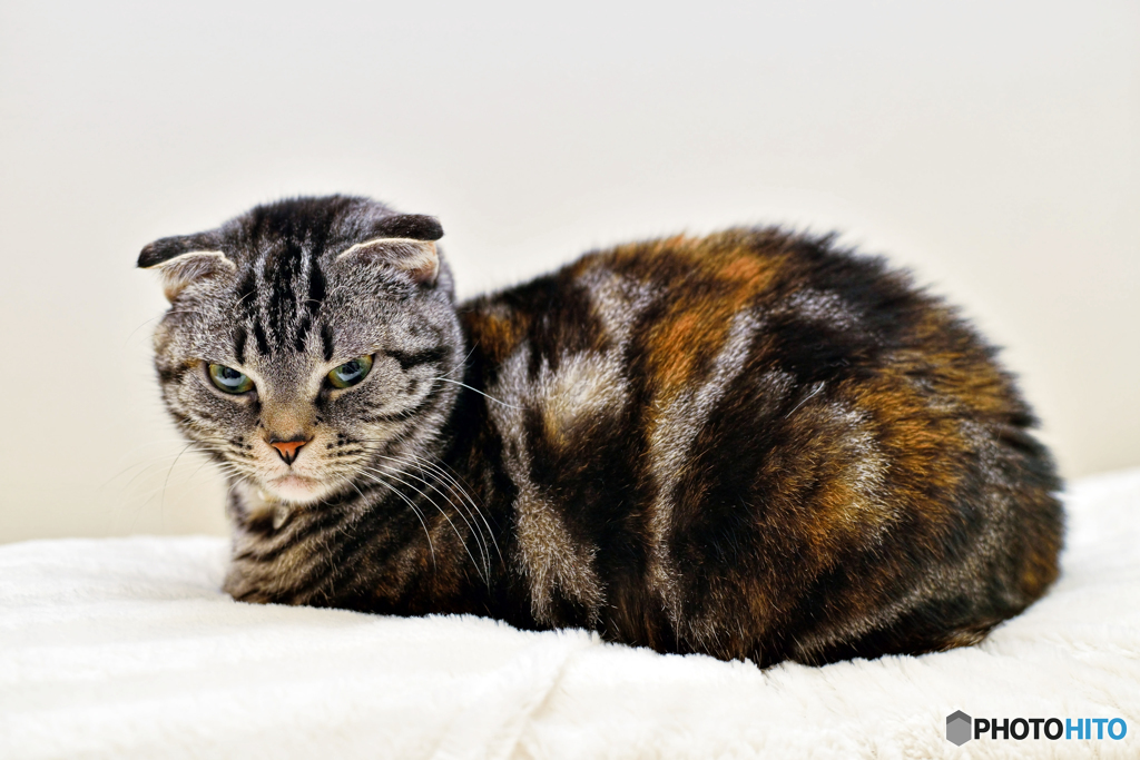 バウンスフラッシュ