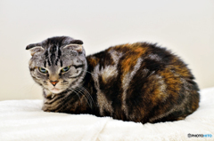 バウンスフラッシュ