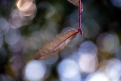 "Leaf"