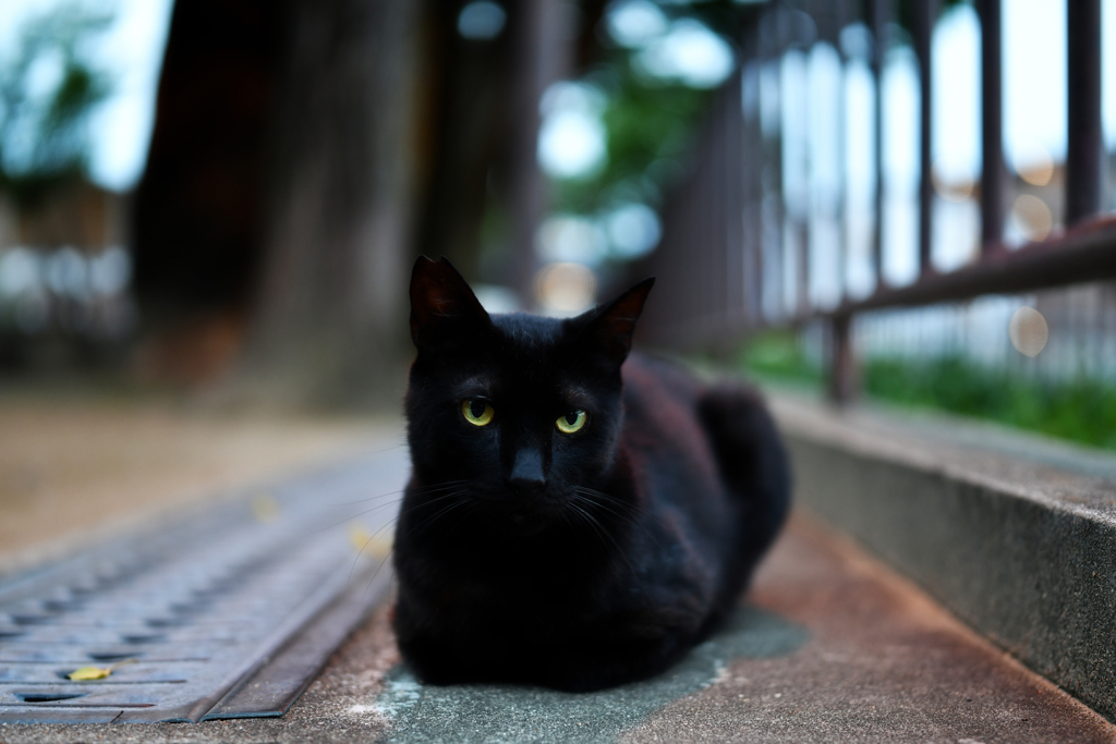 神社猫Ⅱ