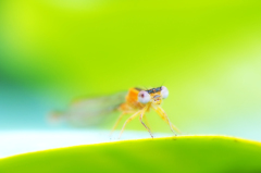 イエローグリーン