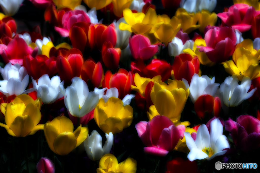 あか、しろ、きいろ