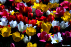 あか、しろ、きいろ