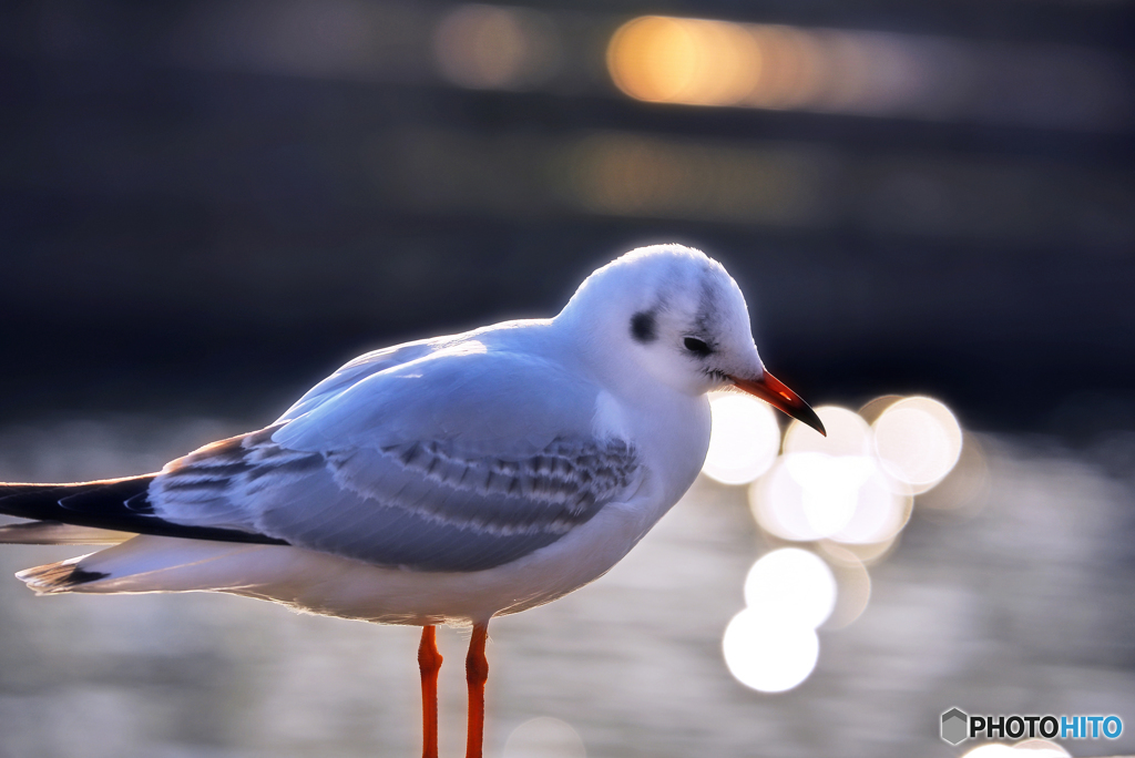 ユリカモメ◌◌